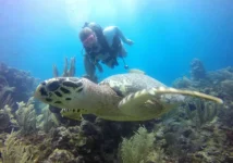 Buceo en arrecife Cancun