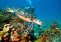 Arrecife de Isla Mujeres