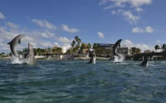 Delfines en Isla Mujeres