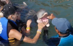 Informacion del entrenador acerca de los delfines