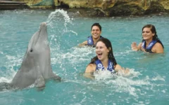 Convivencia con los delfines