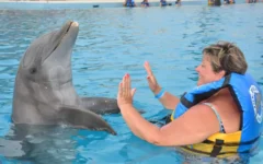Saludo en el nado con delfines en isla mujeres